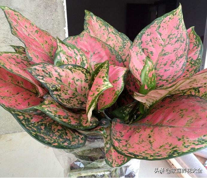 花叶红叶万年青,红叶万年青有什么品种