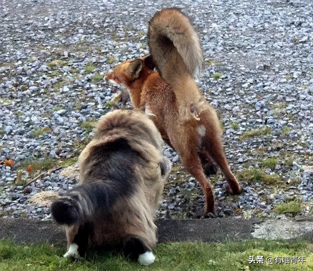 俄罗斯猫敢惹吗,俄罗斯猫有多凶猛