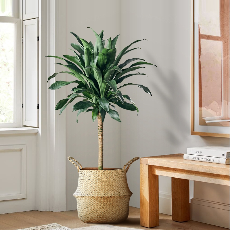 好看又好养的盆花,人养花也养人