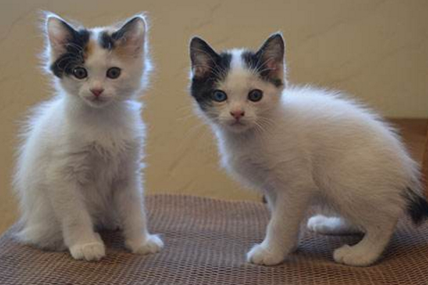 招财猫是怎么来的它的原型是什么,招财猫长什么样