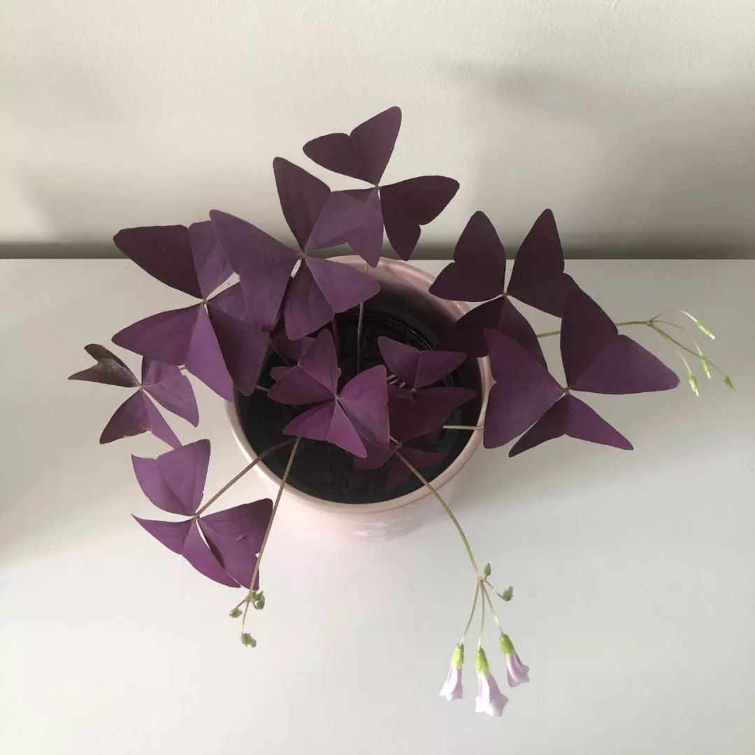 紫色幸运草养殖方法,紫色幸运草冬天怎么养护