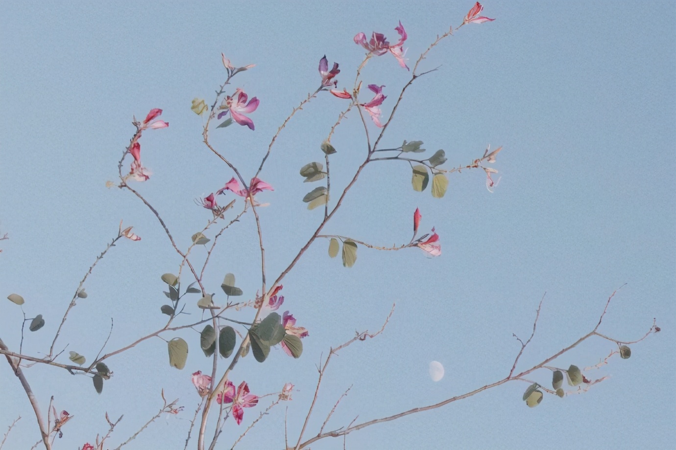 狮子座最害怕的特点是什么,狮子座无敌巨帅