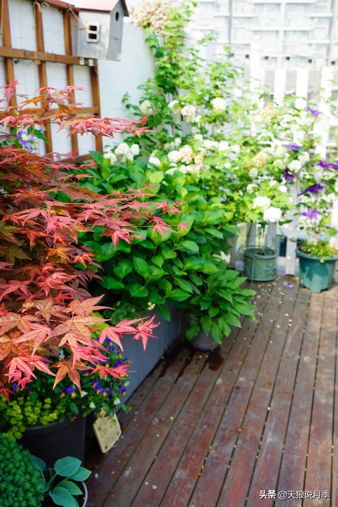 如何打造四季开花的花园,如何打造四季都有花的花园