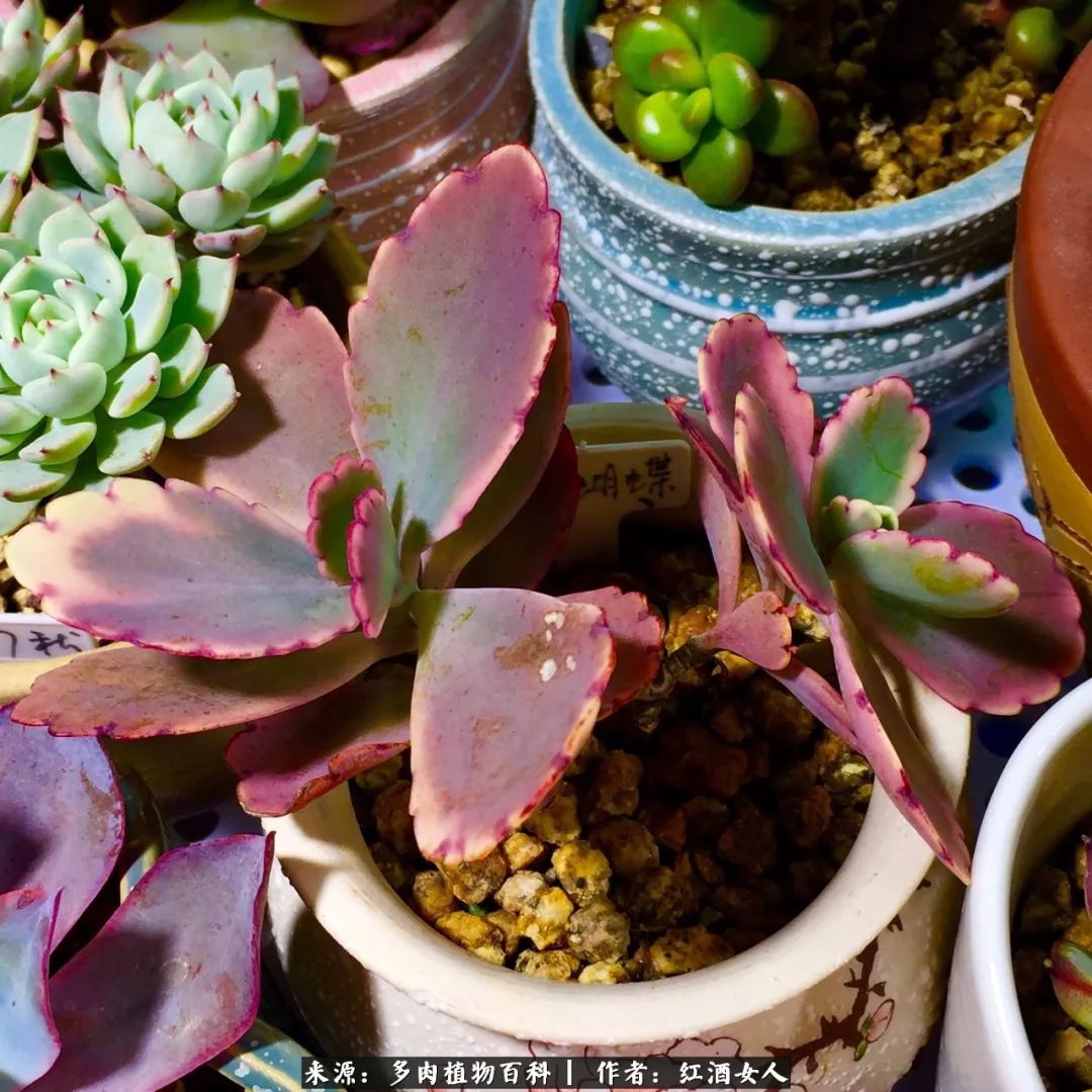 记录走过的美景留下美好的回忆,记录走过的每一段美好时光