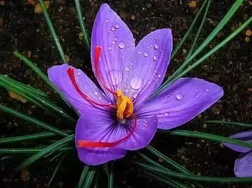 十大最贵的玫瑰花品种,世界上十大鲜花排名图片