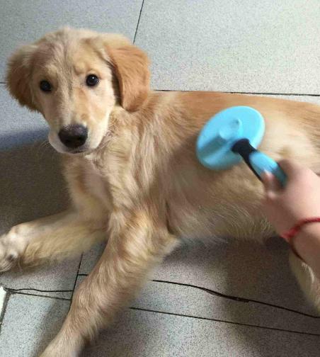 让金毛长得好的狗粮,怎么让金毛喂食不咬人