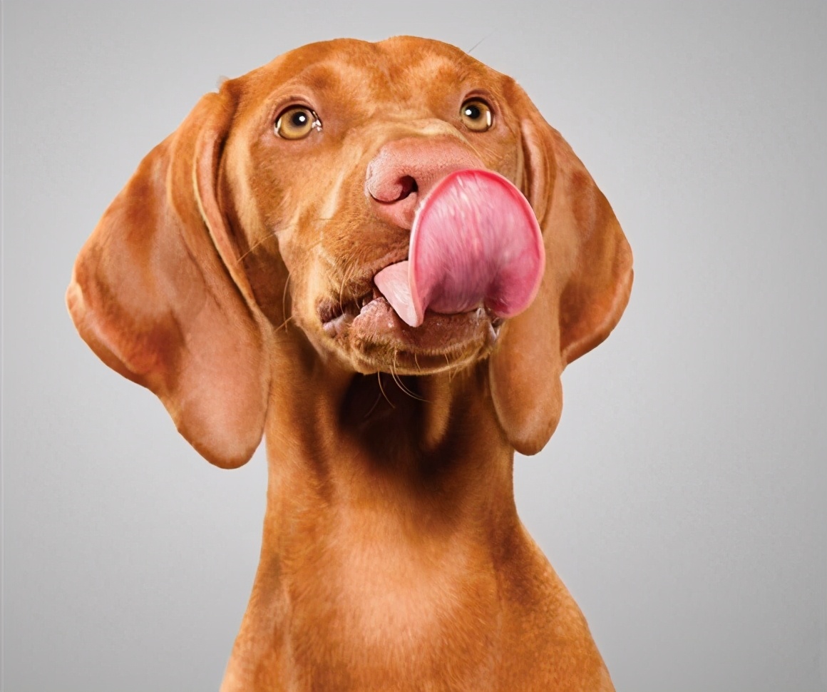 狗狗为什么爱舔人脖子,狗狗为什么爱舔你的手