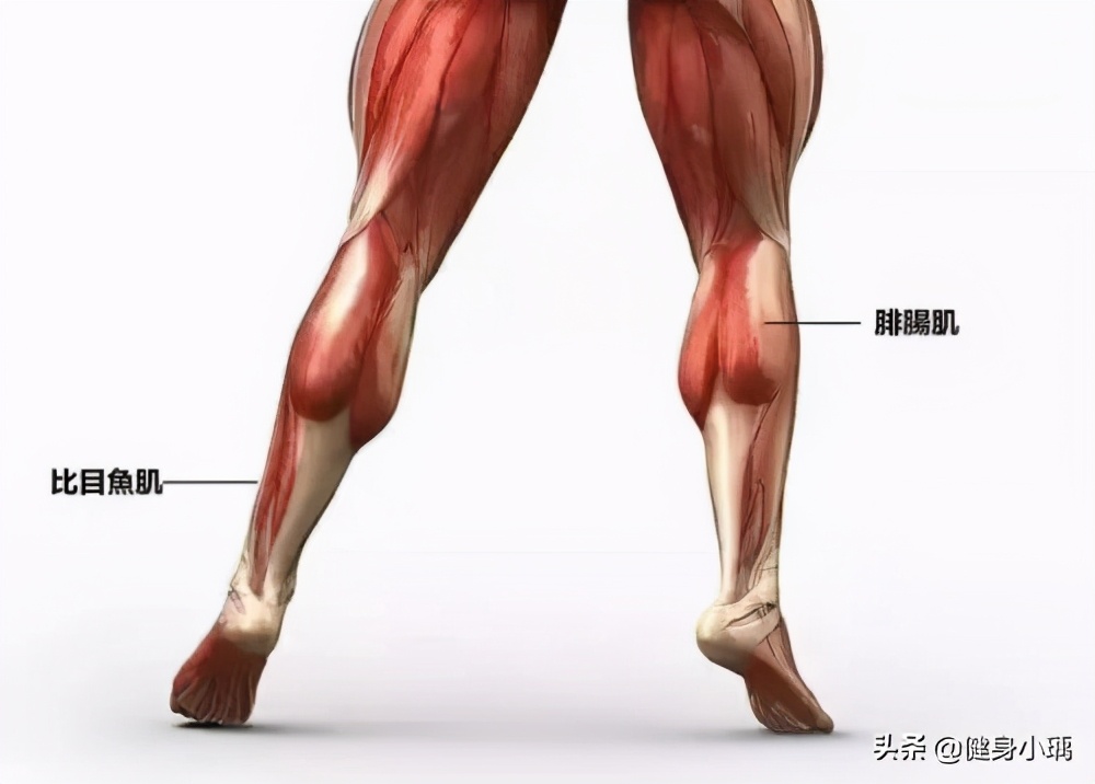 腿部肌肉练习全攻略,腿部肌肉起止点及功能训练动态图