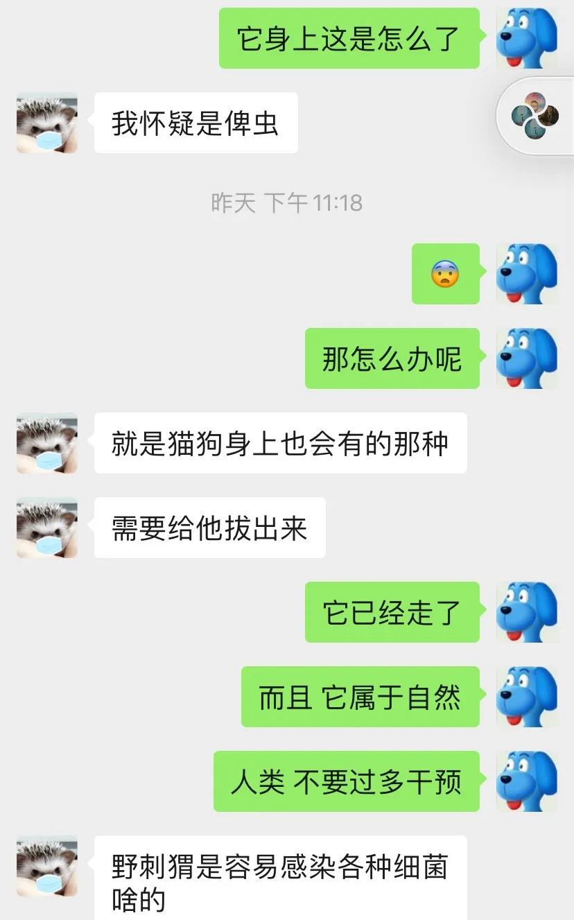 野生小刺猬有几种,野生小刺猬在哪里