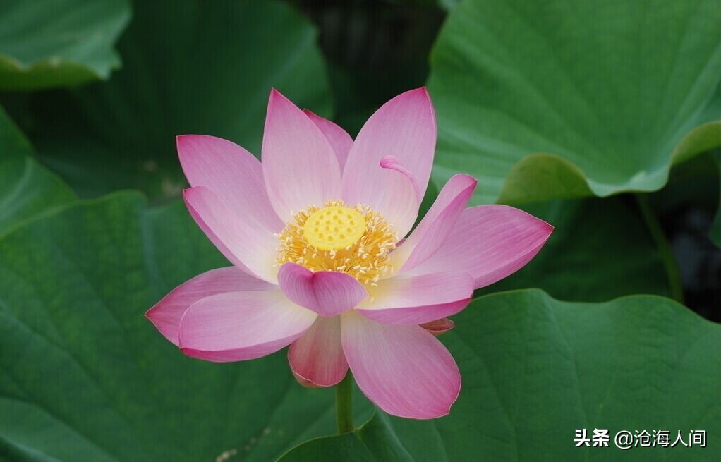 写荷花的诗词有多少,禅意荷花的诗词