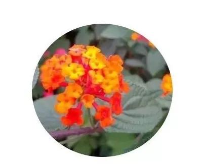 地被植物怎样养护,地被植物怎么种