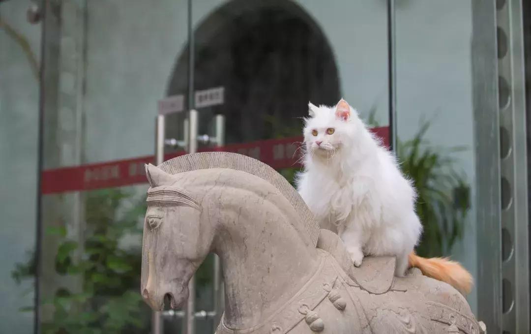 我们猫,我家猫只对我叫