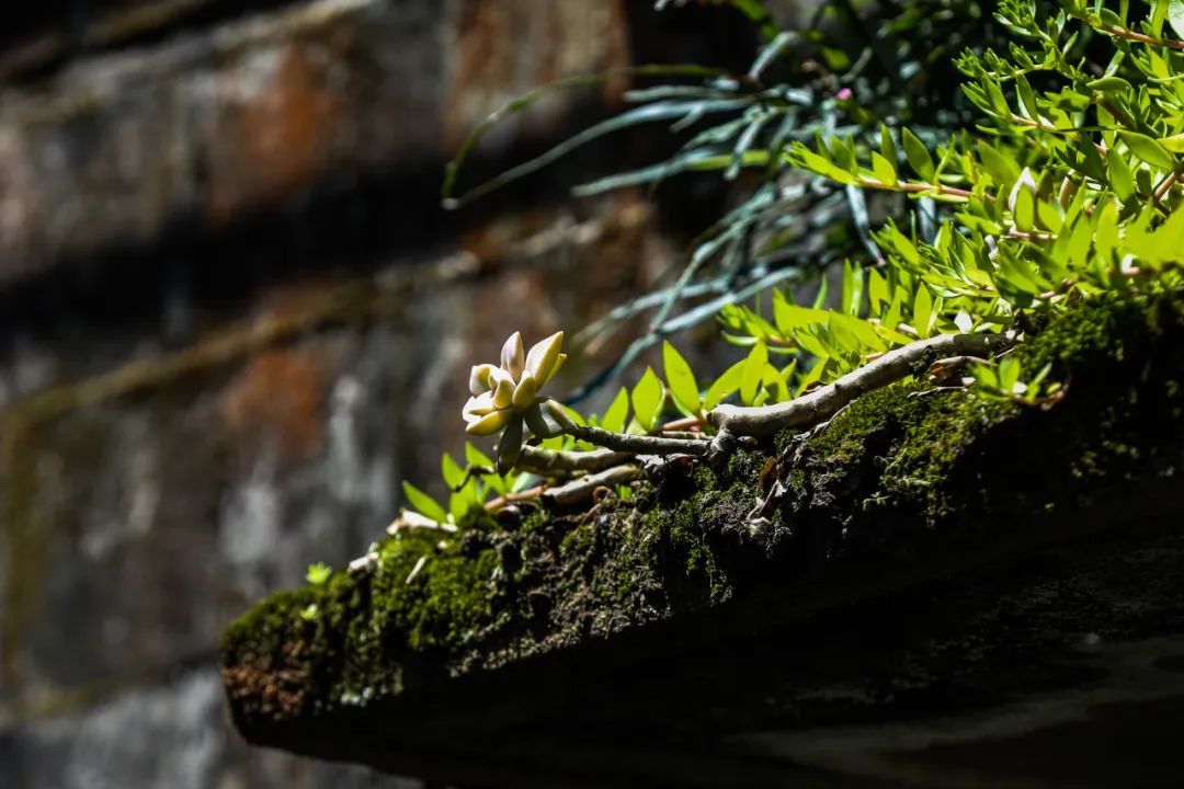 宁波最好的一个古村,宁波第一千年古村