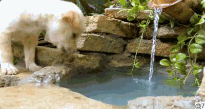 花三年建宠物乐园,花20万给狗打造乐园