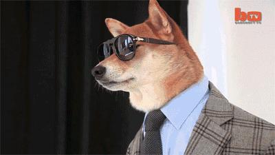 狗狗秋冬怎么穿衣服,狗狗的衣服怎么选好看又实用