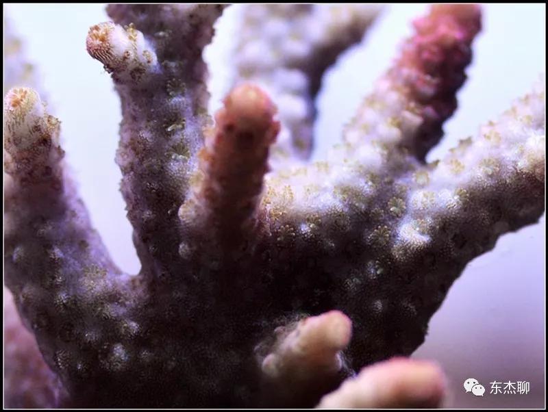 珊瑚鱼缸扁虫怎么处理,珊瑚扁虫怎么繁殖