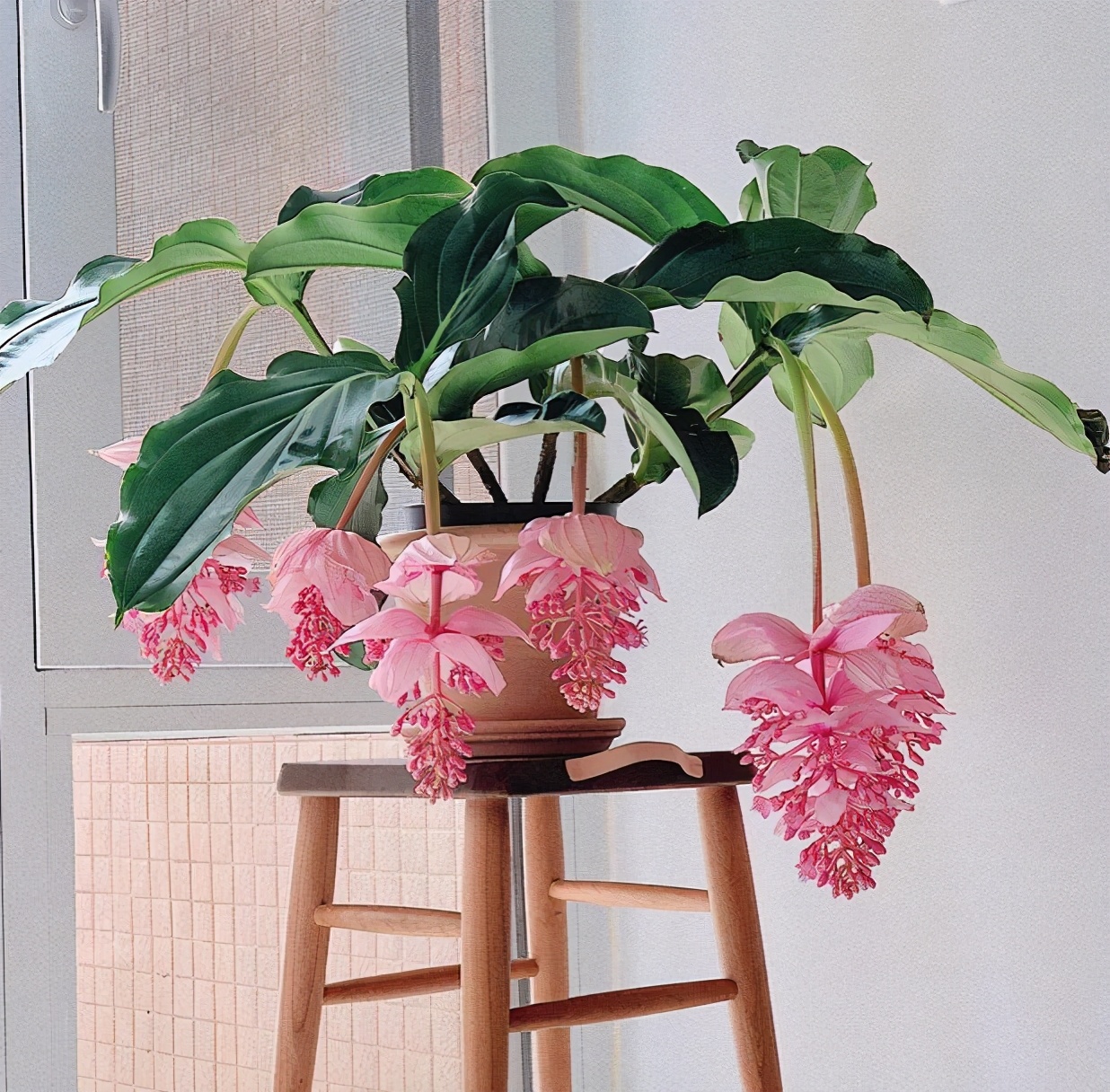 6种“昂贵花”，花钱不值得，纵使“美如仙”，十有八九养不活