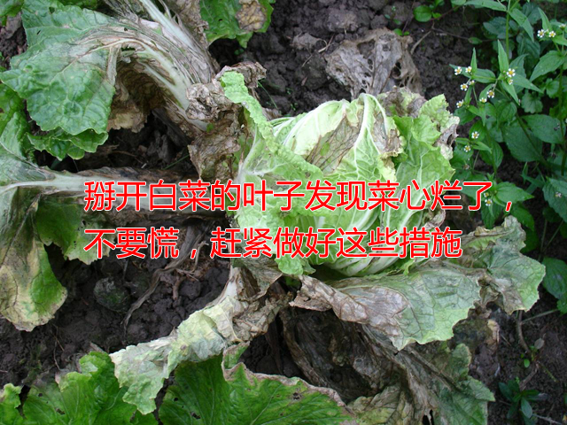 菜心烂心是何原因如何处理,大白菜心烂了怎么回事