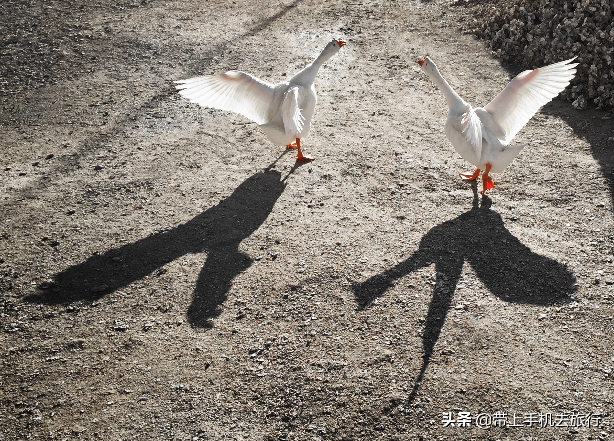 vivo手机逆光功能怎么使用,苹果手机拍逆光人像怎样拍摄