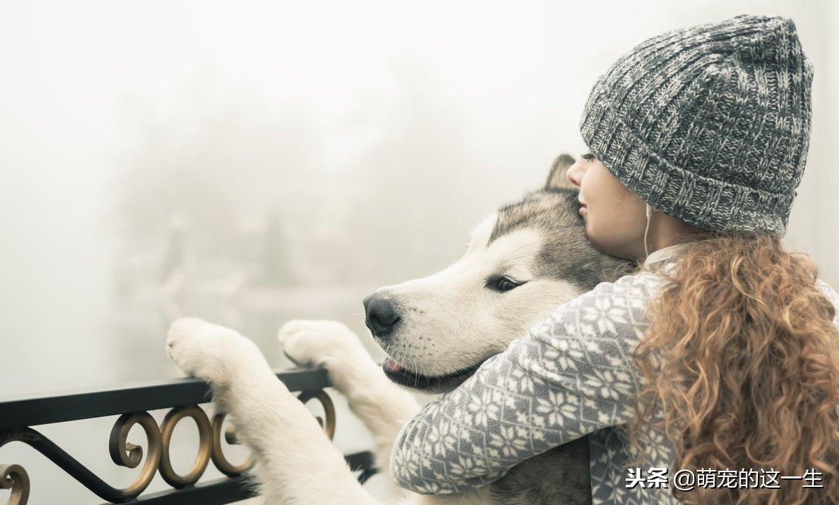 最不建议养的狗阿拉斯加,阿拉斯加成犬好养吗