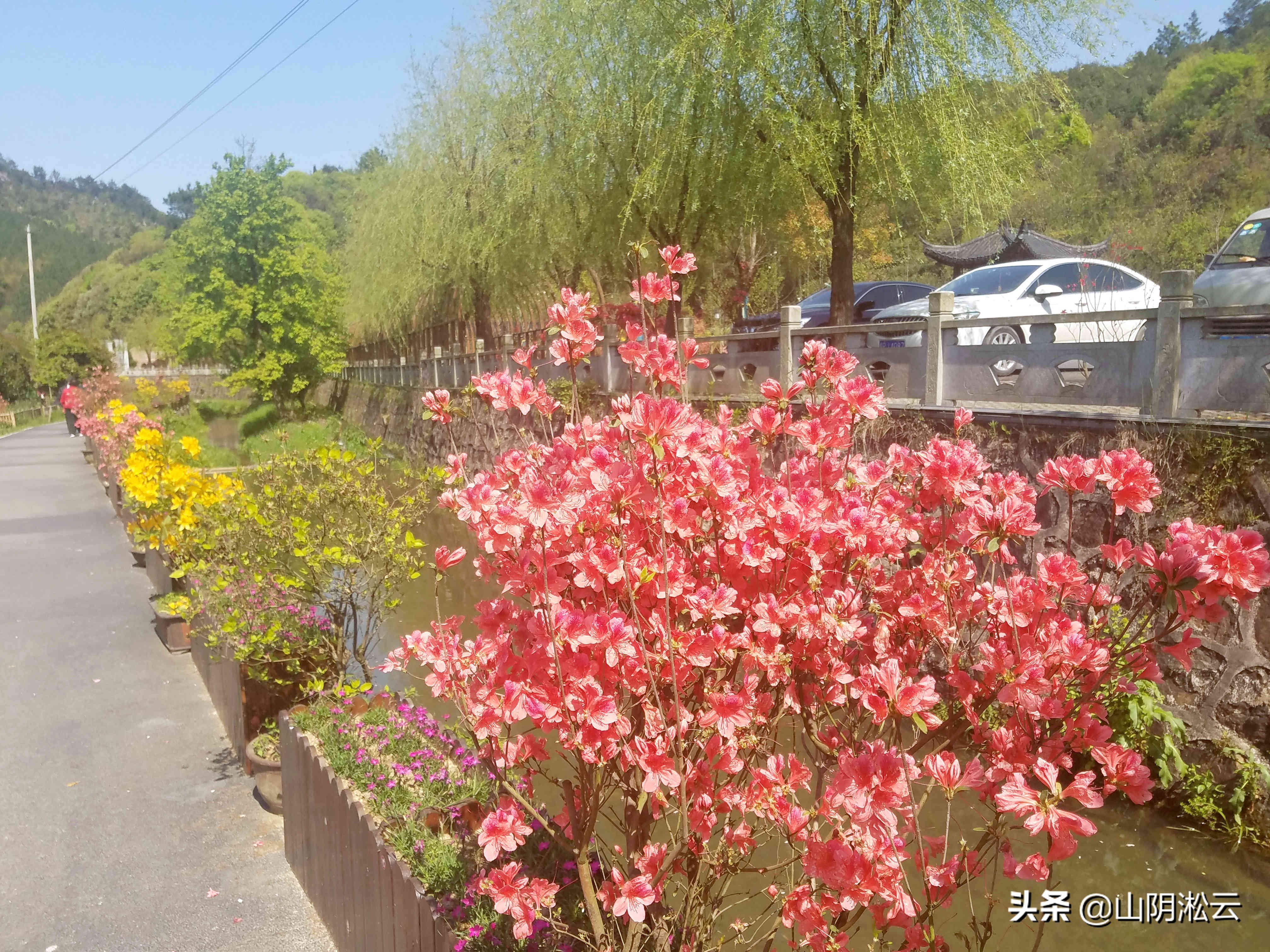 900岁古树见证，从岳飞的抗金沙场到美不胜收的杜鹃花谷