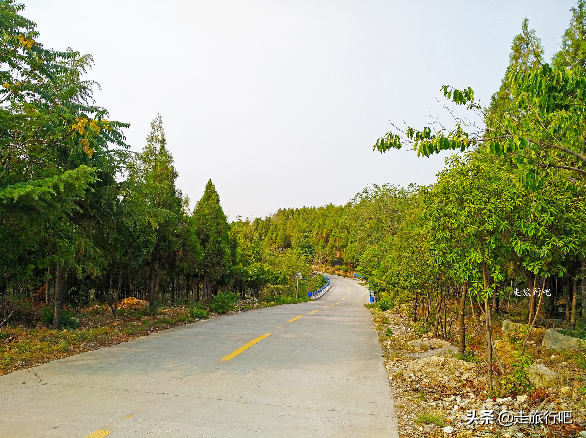 新乡凤凰山森林公园坐几路公交车,凤凰山森林公园新乡怎么开车上去