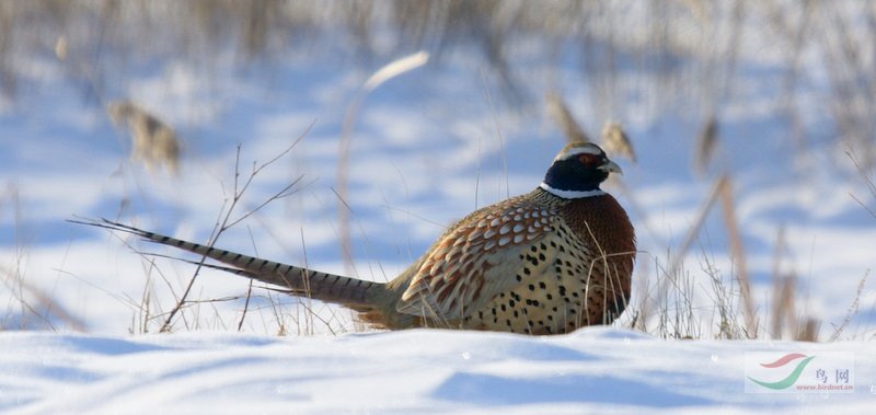 跟爷爷去打猎,跟爷爷上山去打猎
