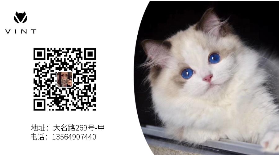 夏季猫咪吃什么,夏季猫咪用什么垫子好