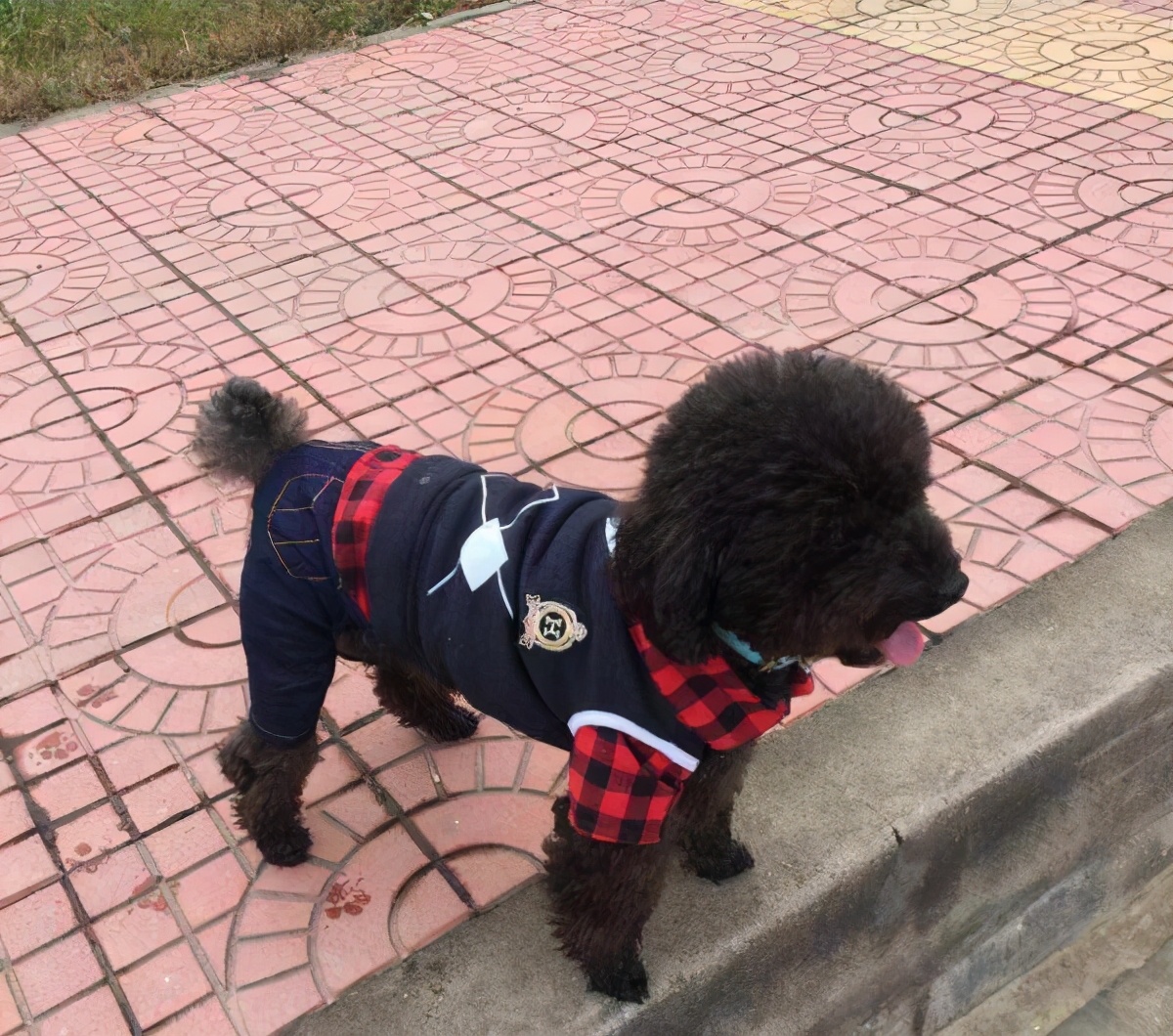 泰迪的智商高还是柯基的智商高,成年泰迪智商相当于几岁小孩