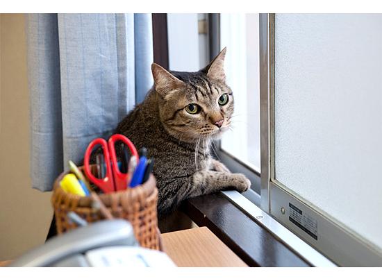 十部顶级治愈系文艺电影,十部顶级治愈小清新日本电影