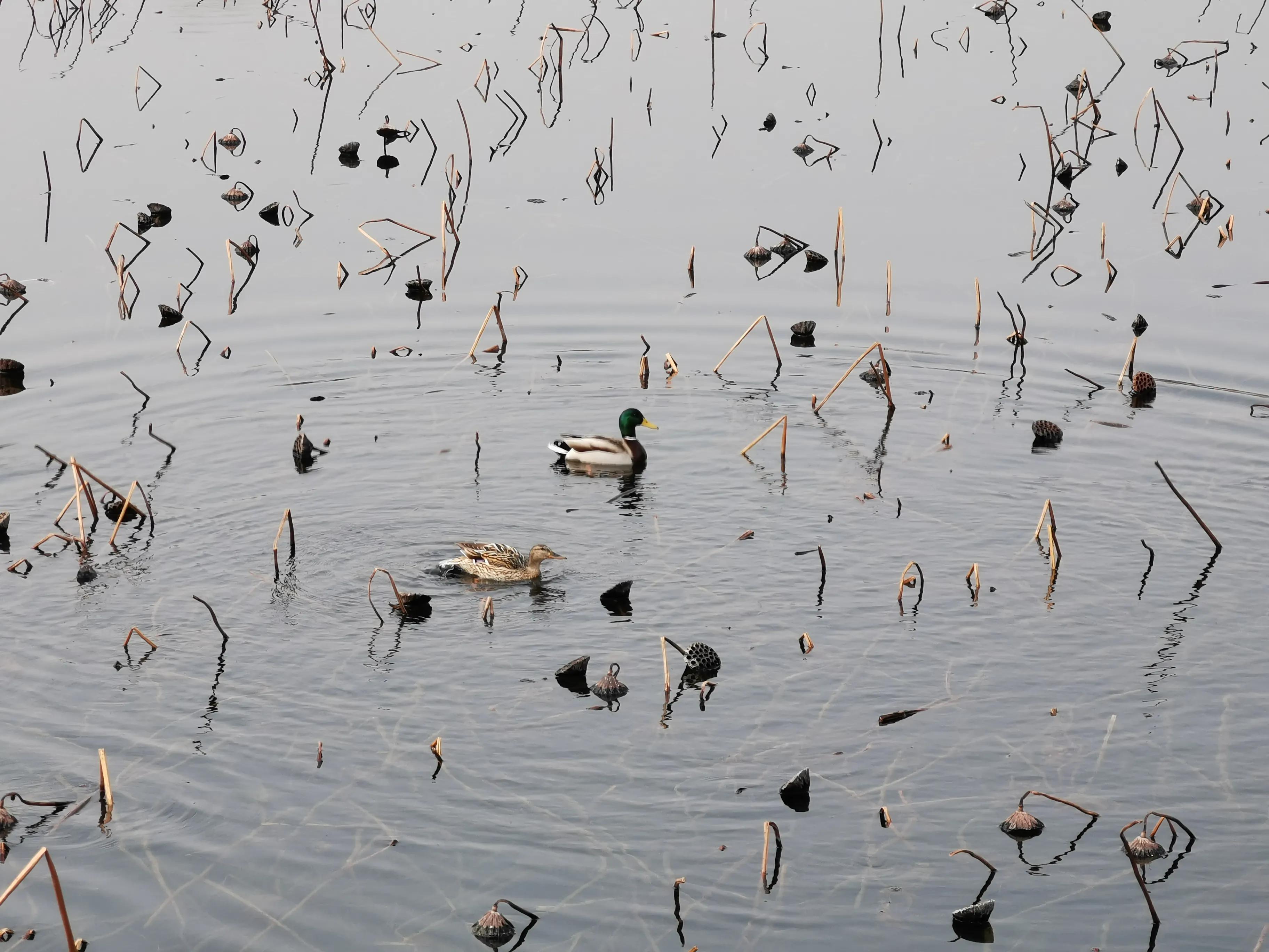人生真趣，不过苍蝇小馆，把酒言欢
