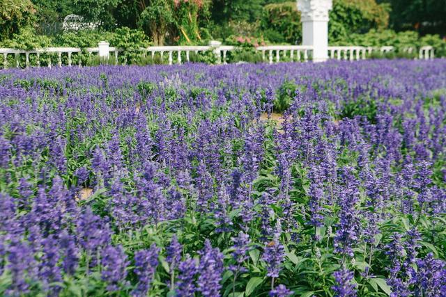 广州南沙百万葵园,广州百万葵园景点图片大全