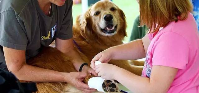 狗狗常见的意外事故及急救方法,狗狗意外伤人怎么治疗