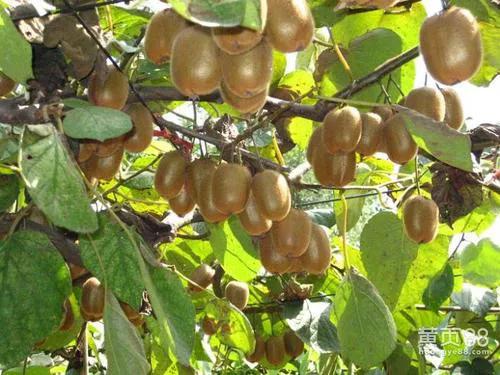 农产品销售该卖什么货源,农产品销售都能卖什么商品