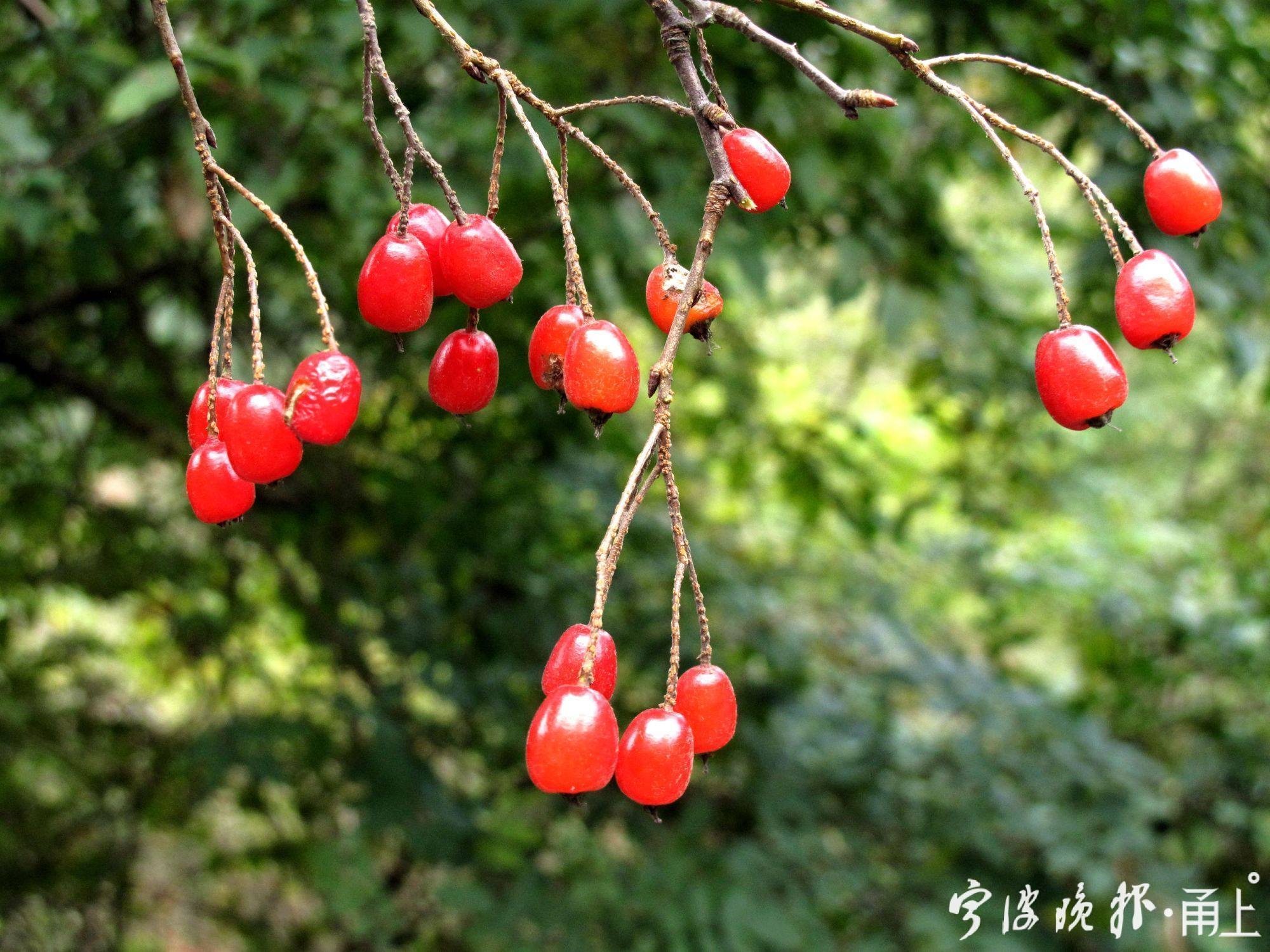 四明山美景,宁波四明山枫叶美景