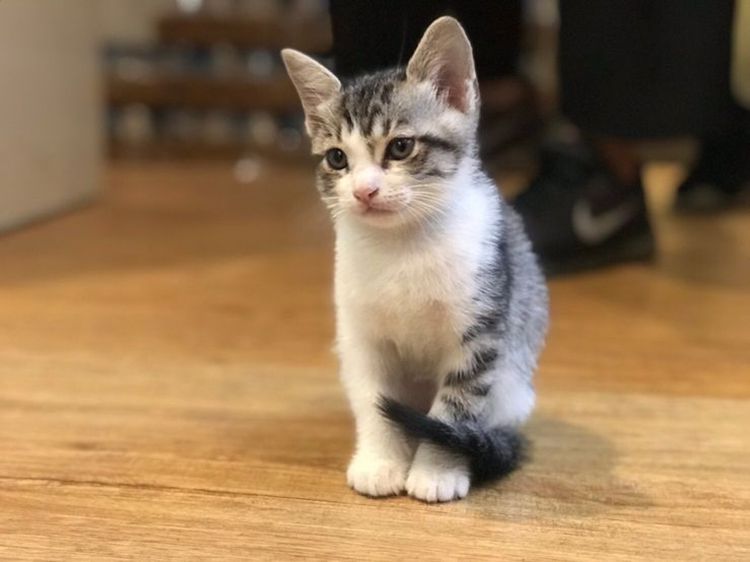 车载吸尘器有必要买吗,吸尘器买个无绳的好不好用