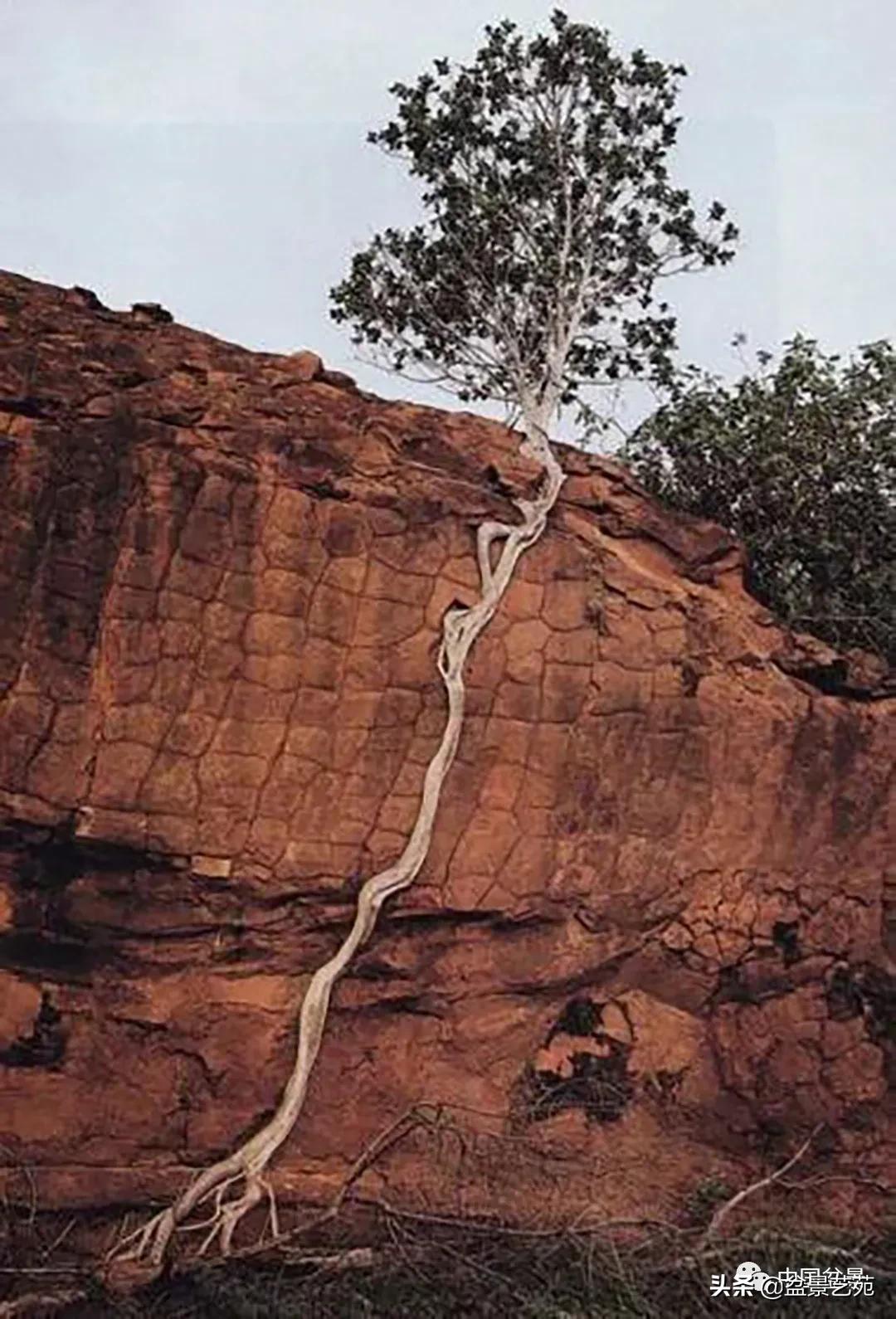 老树桩的造形特征有哪些,论述树桩盆景主要流派的艺术特点