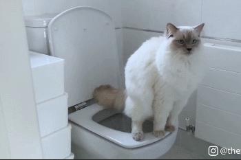 布偶猫身长四十厘米体重九斤,超级可爱的布偶猫有两万斤