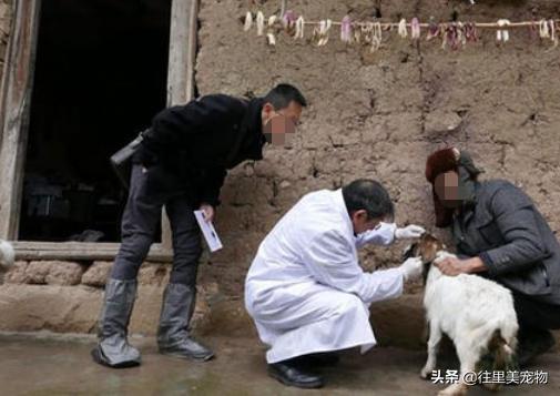 靠谱的宠物医院,好的宠物医院必须有哪些东西