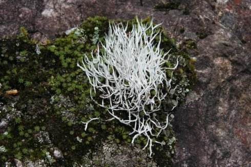 初品普洱茶老茶,雪域藏茶是什么茶