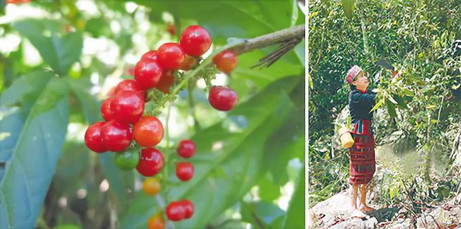 黎医黎药传世瑰宝靠什么传播,黎药著名药品