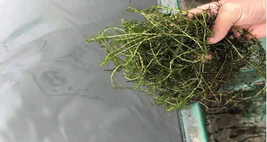 蟹塘泡沫颜色,蟹塘泡沫多怎么处理