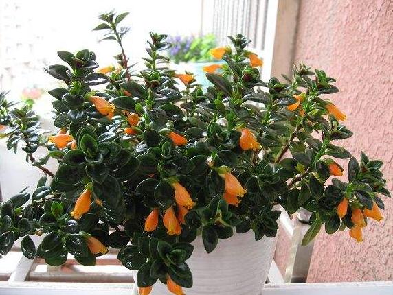 教你怎样养出一盆上好的金鱼吊兰,金鱼吊兰怎么养才能长得更茂盛