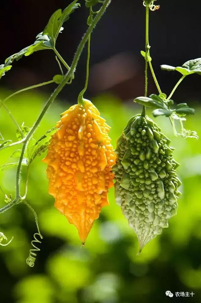 冬天院子里种什么,院子里种什么最好看