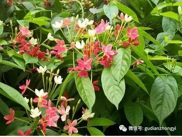 使君子驱蚊虫吗,使君子有杀虫功效吗