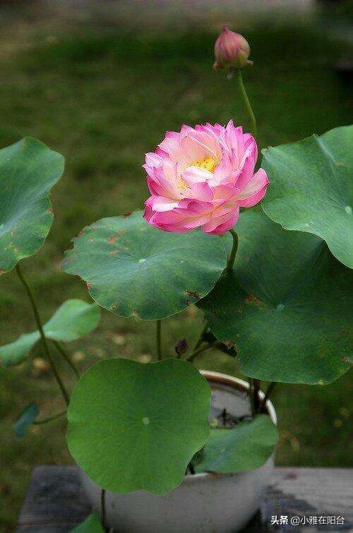 碗莲怎么养视频教程全集,碗莲怎样养才能开花多