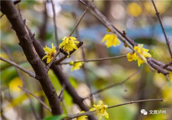 泸州的腊梅花在什么地方,泸州腊梅花观赏