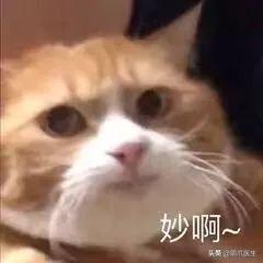 猫拉完屎还满屋疯跑？铲屎官：想当场自杀