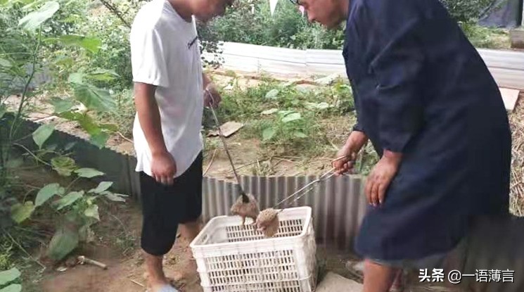 商河稼润养殖技术,商河稼润专业养殖刺猬