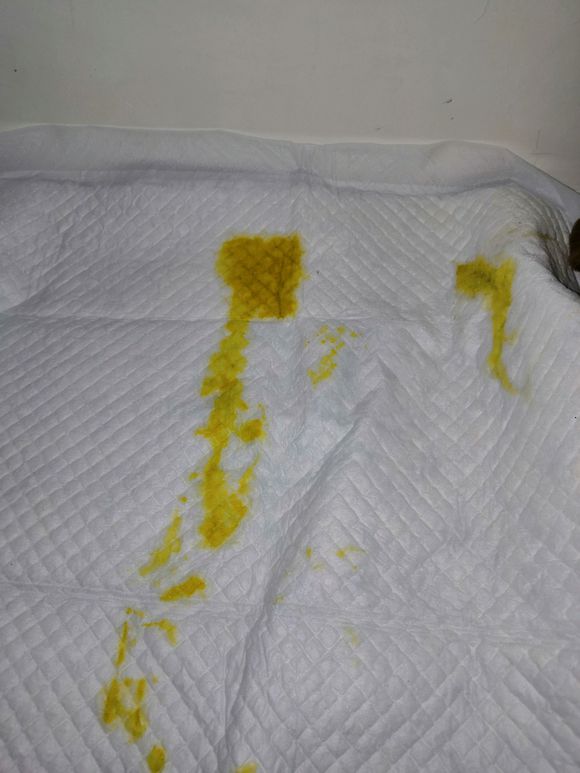 小金毛得了细小输液要几天,三个月的金毛得了细小的第三天